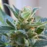 заказать качественные семена конопли Auto Heaven feminised