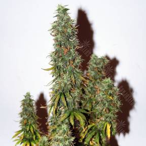 Auto Heaven feminised Ganja Seeds