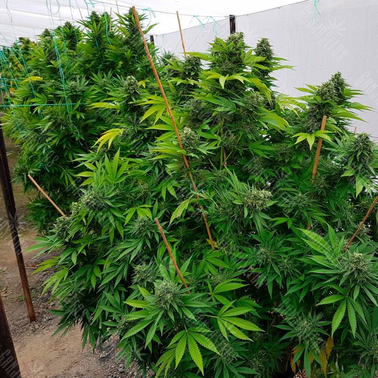 купить семена конопли онлайн Frisian Dew feminised купить семена конопли онлайн Frisian Dew feminised