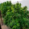 купить семена конопли онлайн Frisian Dew feminised купить семена конопли онлайн Frisian Dew feminised