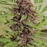 заказать семена конопли курьером Frisian Dew feminised заказать семена конопли курьером Frisian Dew feminised
