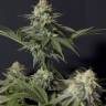 качественные семена конопли Frisian Dew feminised качественные семена конопли Frisian Dew feminised