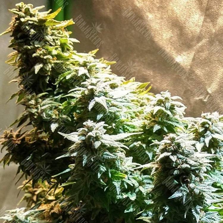 Auto Haze 2.0 feminised Dinafem Seeds