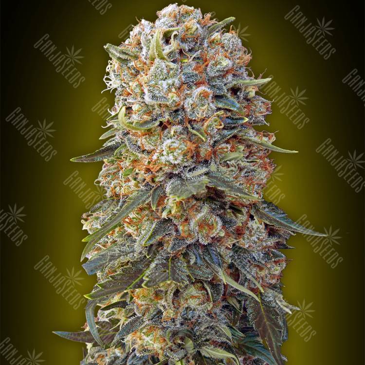 купить семена конопли Sweet Critical feminised 00 Seeds купить семена конопли Sweet Critical feminised 00 Seeds