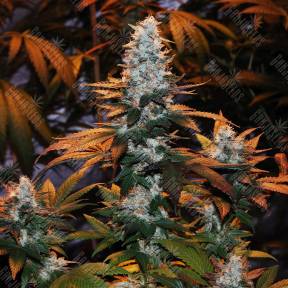 Auto Calamity Jane feminised Buddha Seeds