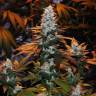 Auto Calamity Jane feminised Buddha Seeds