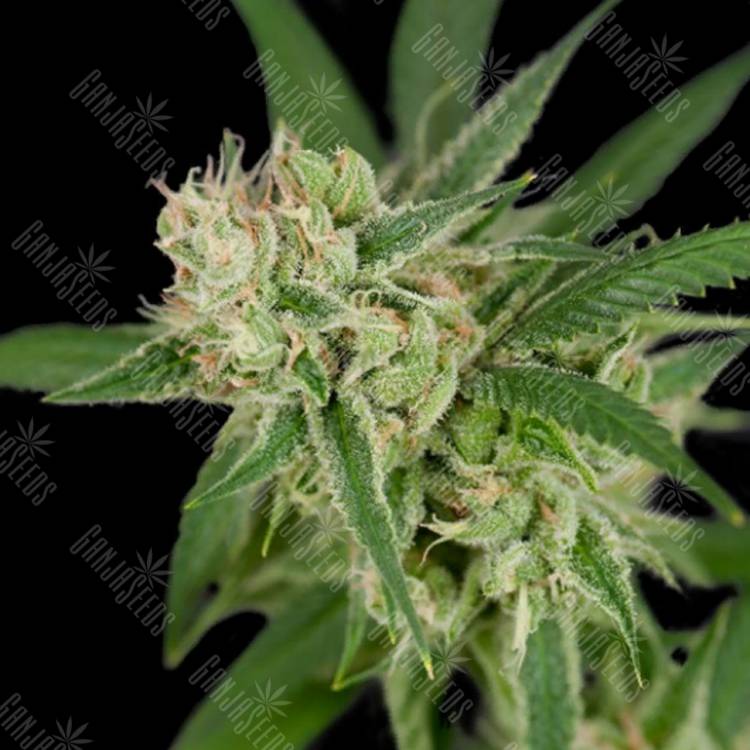 семена конопли в фирменной упаковке Sour Banana Sherbet regular Crockett Family Farms