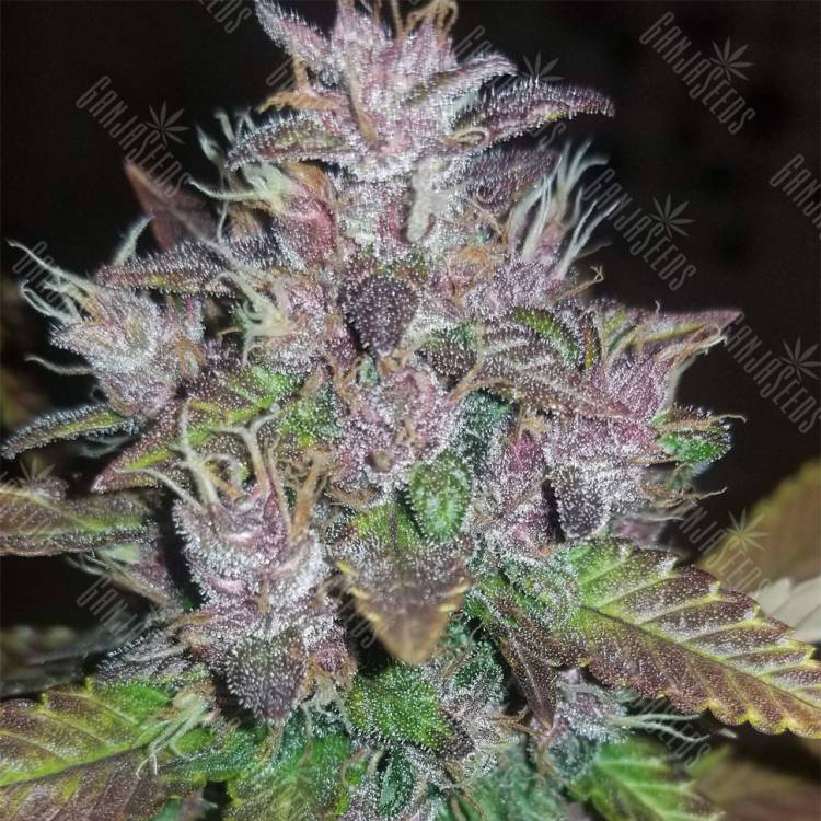 купить семена конопли Auto C4 feminised Fast Buds