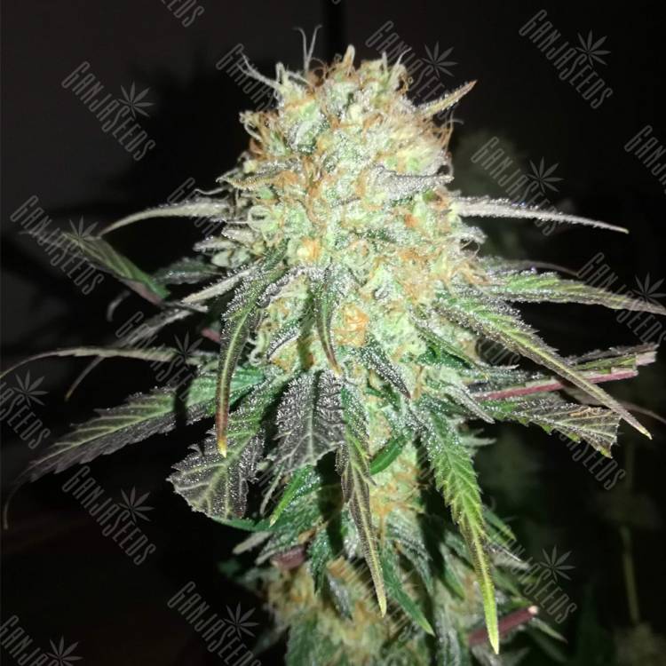 семена конопли для посадки купить Mango Sapphire feminised Humboldt Seeds семена конопли для посадки купить Mango Sapphire feminised Humboldt Seeds