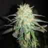 семена конопли для посадки купить Mango Sapphire feminised Humboldt Seeds семена конопли для посадки купить Mango Sapphire feminised Humboldt Seeds