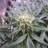 семена конопли курьером Auto Northern Lights feminised Nirvana Seeds семена конопли курьером Auto Northern Lights feminised Nirvana Seeds