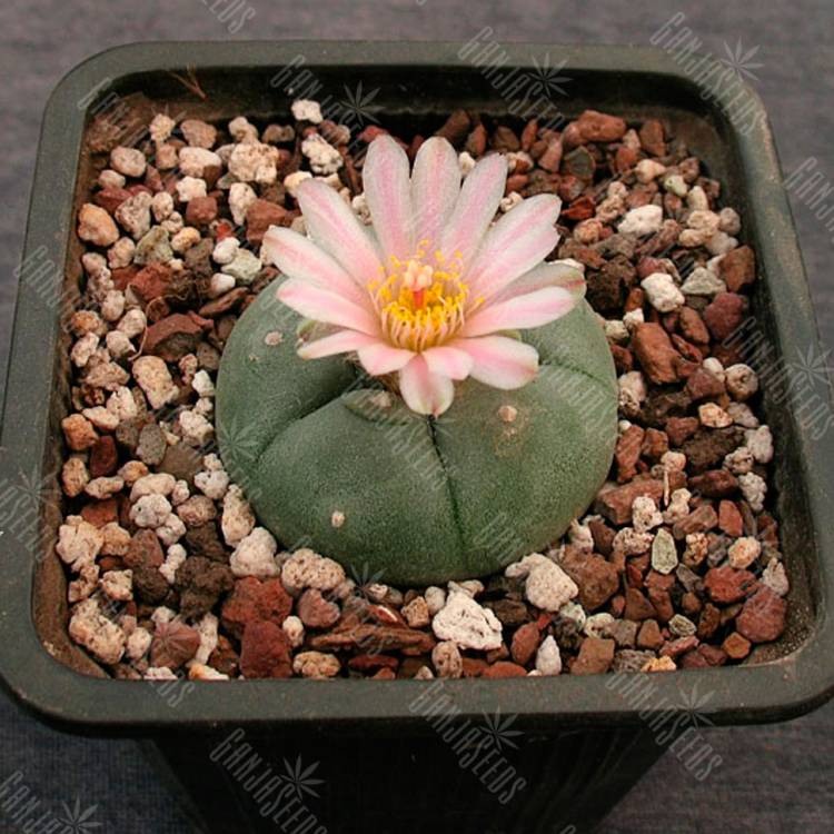 Семена кактуса Lophophora williamsii SB 854 Семена кактуса Lophophora williamsii SB 854