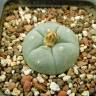 Заказать недорогие семена кактуса Lophophora williamsii SB 854 Заказать недорогие семена кактуса Lophophora williamsii SB 854
