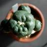 Недорогие семена кактуса Lophophora williamsii SB 854 Недорогие семена кактуса Lophophora williamsii SB 854
