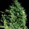 заказать семена конопли Cheese CBD feminised Ganja Seeds заказать семена конопли Cheese CBD feminised Ganja Seeds
