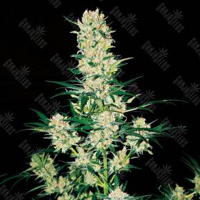 Auto AK 49 regular Ganja Seeds