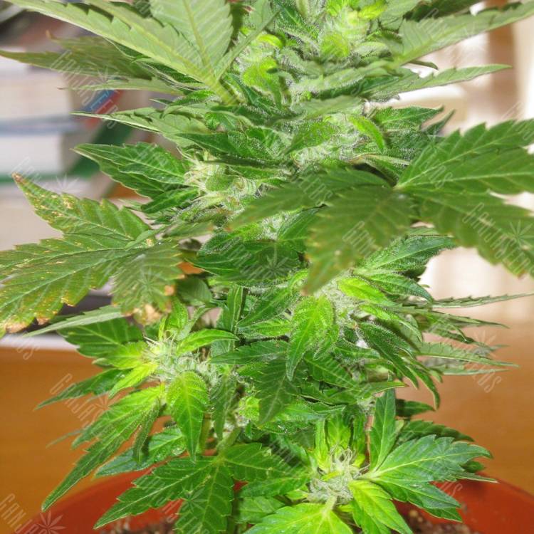 Семена конопли Auto Easy Ryder feminised Ganja Seeds