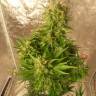 Семена марихуаны Auto Easy Ryder feminised Ganja Seeds