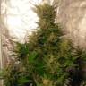 Семена недорого Auto Easy Ryder feminised Ganja Seeds