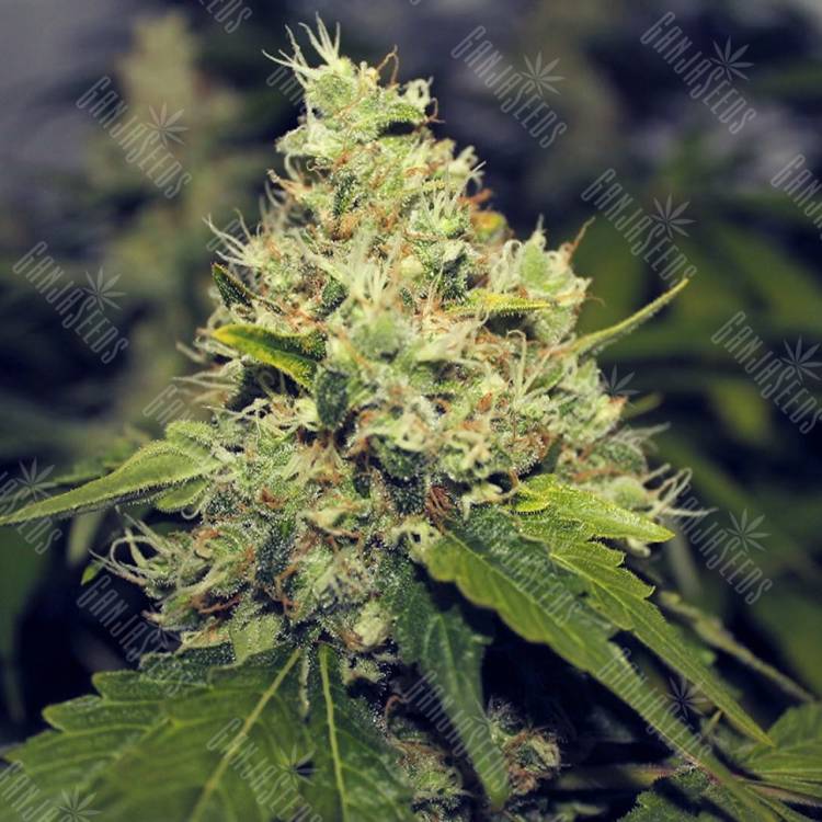 семена конопли интернет магазин Moby Dick feminised Green House Seeds