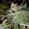 Super Skunk feminised Breeders Community Seeds Super Skunk feminised Breeders Community Seeds