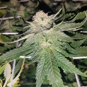 Super Skunk feminised Breeders Community Seeds