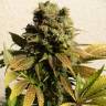 заказ семян конопли Ganesh Spirit regular Ganja Seeds заказ семян конопли Ganesh Spirit regular Ganja Seeds