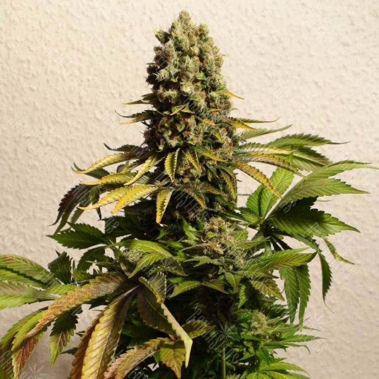 купить семена конопли Ganesh Spirit regular Ganja Seeds купить семена конопли Ganesh Spirit regular Ganja Seeds