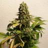 купить семена конопли Ganesh Spirit regular Ganja Seeds купить семена конопли Ganesh Spirit regular Ganja Seeds