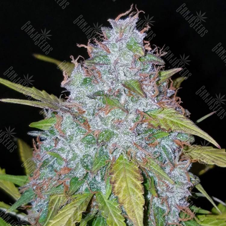 где заказать семена конопли Auto Californian Snow feminised Fast Buds