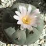 Купить семена кактуса Lophophora williamsii