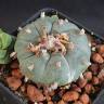 Недорогие семена кактуса Lophophora williamsii