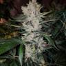 Gorilla Zkittlez feminised Ganja Seeds