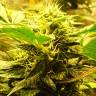 купить семена конопли Auto Big Devil regular купить семена конопли Auto Big Devil regular