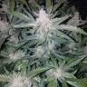 где можно заказать семена конопли Auto Mexican Airlines feminised