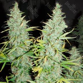 Daken feminised GanjaVIP Seeds