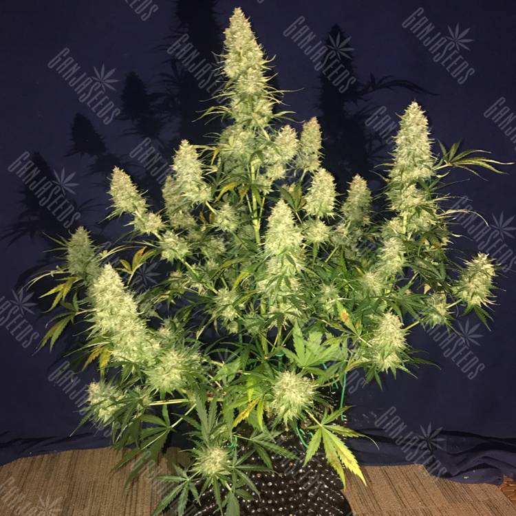 Glueberry O.G. feminised Dutch Passion Seeds Glueberry O.G. feminised Dutch Passion Seeds