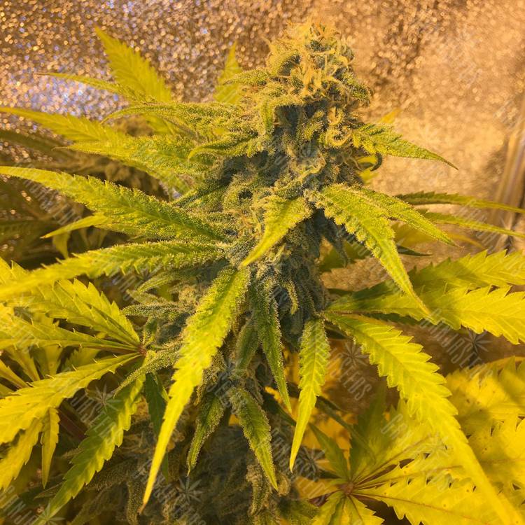 где заказать семена конопли Green Poison regular Ganja Seeds где заказать семена конопли Green Poison regular Ganja Seeds