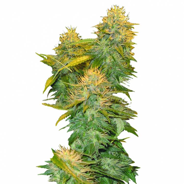 хорошие семена конопли DNA Mix Pack regular DNA Genetics хорошие семена конопли DNA Mix Pack regular DNA Genetics