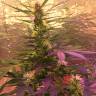 семена конопли в интернете Auto Short Rider feminised Nirvana Seeds