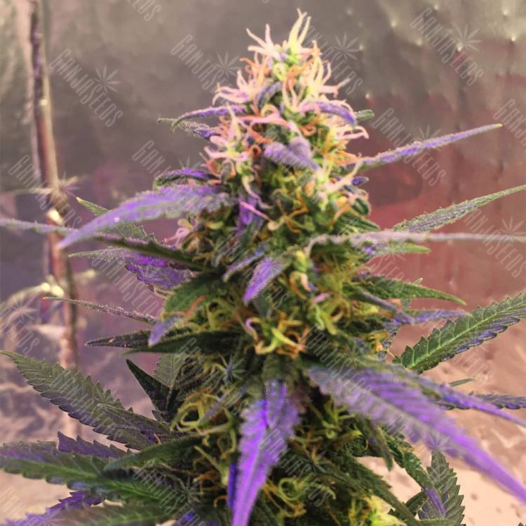 семена конопли марихуаны Auto Short Rider feminised Nirvana Seeds