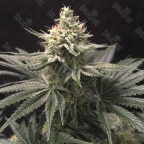 Indigo Berry Kush feminised Sweet Seeds
