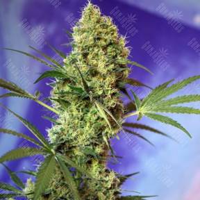 Auto Hell's Angel OG feminised Ganja Seeds