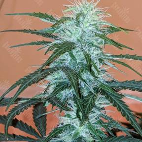 Anesthesia regular Ganja Seeds