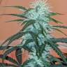 качественные семена конопли Anesthesia regular Ganja Seeds