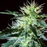 урожайные семена конопли Anesthesia regular Ganja Seeds