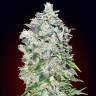 Deathlok feminised GanjaVIP Seeds