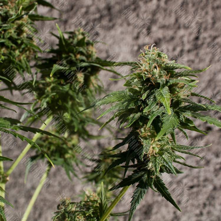 семена конопли Hash Passion семена конопли Hash Passion