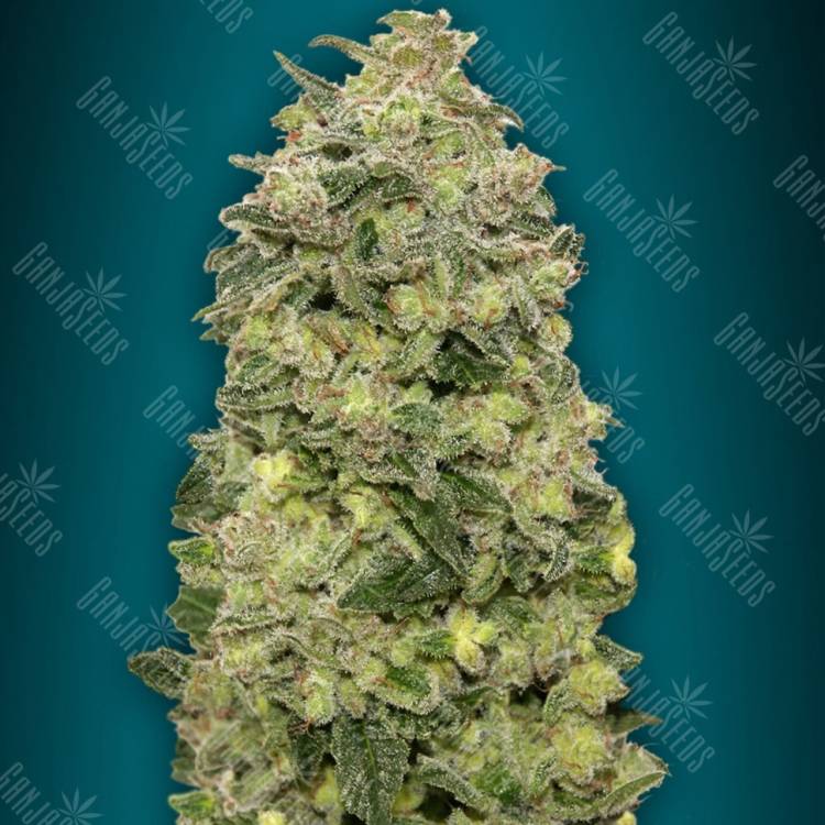 хорошие семена конопли Auto Afghan Skunk feminised Advanced Seeds хорошие семена конопли Auto Afghan Skunk feminised Advanced Seeds