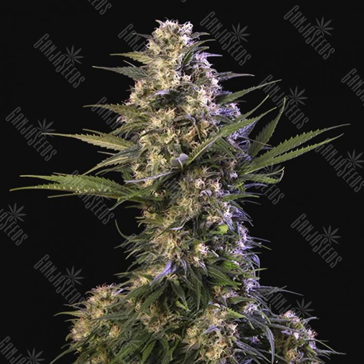 мощные семена конопли Buddha Kraken feminised Buddha Seeds